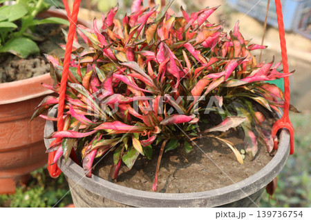 Alternanthera Neon leaf plant on hanging pot Alternanthera Neon leaf plant on hanging pot 139736754