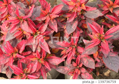 Alternanthera Neon leaf plant on hanging pot Alternanthera Neon leaf plant on hanging pot 139736759