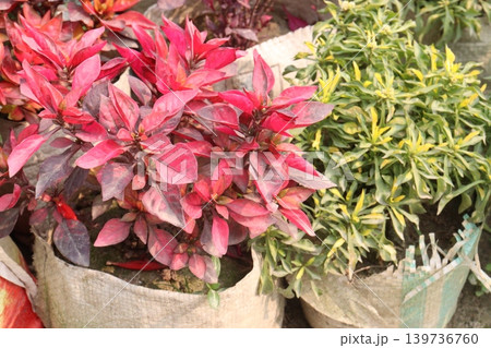Alternanthera Neon leaf plant on hanging pot Alternanthera Neon leaf plant on hanging pot 139736760