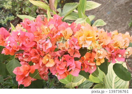 Bougainvillea flower plant on farm Bougainvillea flower plant on farm 139736761