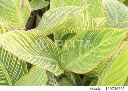 canna striata plant on farm for sell are cash crops canna striata plant on farm for sell are cash crops 139736765