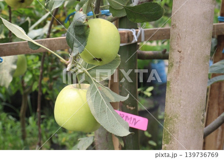 green apple on tree in farm for harvest 139736769