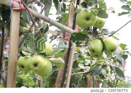 green apple on tree in farm for harvest green apple on tree in farm for harvest 139736773