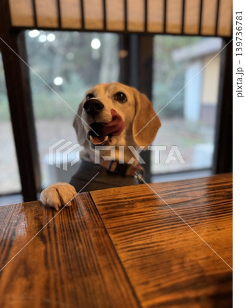 ご飯待ちの犬 ご飯待ちの犬 139736781