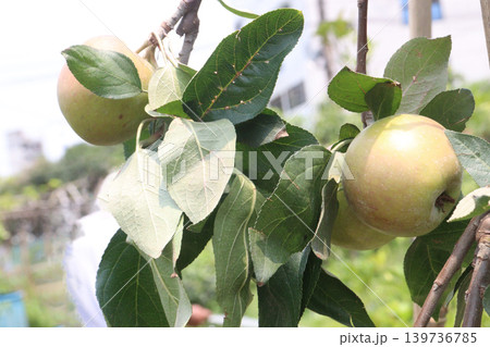green apple on tree in farm for harvest green apple on tree in farm for harvest 139736785