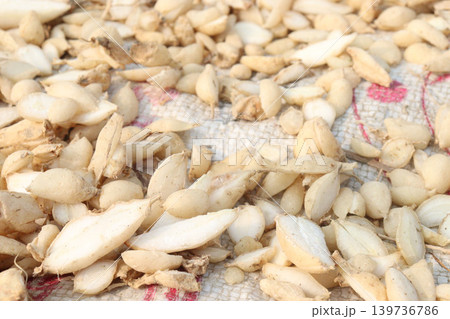 Birjo Moni, Birjo Mul root on shop for sell are cash crops Birjo Moni, Birjo Mul root on shop for sell are cash crops 139736786