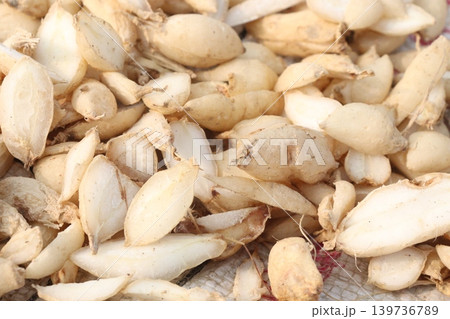 Birjo Moni, Birjo Mul root on shop for sell are cash crops Birjo Moni, Birjo Mul root on shop for sell are cash crops 139736789