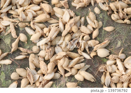 Birjo Moni, Birjo Mul root on shop for sell are cash crops Birjo Moni, Birjo Mul root on shop for sell are cash crops 139736792