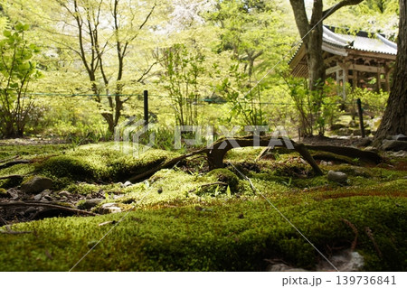 新緑の光前寺 新緑の光前寺 139736841