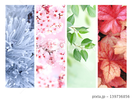 Set of nature banners depicting natural world. Four season of year. Each one features scene of nature, from snow of winter to vibrant leaves of fall. Perfect for showcasing of changing seasons Set of nature banners depicting natural world. Four season of year. Each one features scene of nature, from snow of winter to vibrant leaves of fall. Perfect for showcasing of changing seasons 139736856