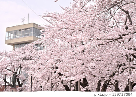 舘鼻公園の桜越しに見えるグレットタワー 139737094