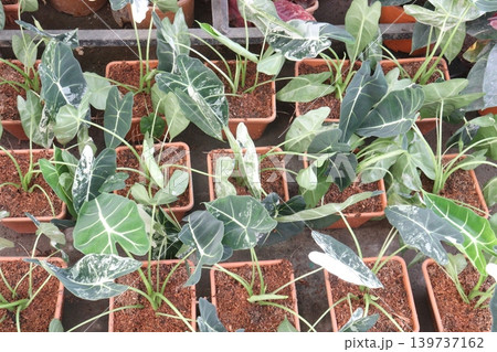 Alocasia micholitziana, green velvet taro, green velvet alocasia plant Alocasia micholitziana, green velvet taro, green velvet alocasia plant 139737162