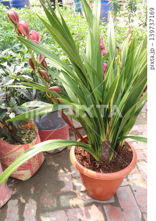 Boat orchid or cymbidium orchid flower plant Boat orchid or cymbidium orchid flower plant 139737169