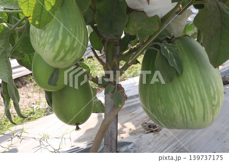 Eggplant, BARI Begun 12 on farm for harvest Eggplant, BARI Begun 12 on farm for harvest 139737175