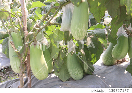 Eggplant, BARI Begun 12 on farm for harvest 139737177