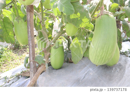 Eggplant, BARI Begun 12 on farm for harvest 139737178