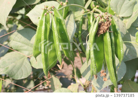 Edamame on plant in farm for harvest are cash crops Edamame on plant in farm for harvest are cash crops 139737185