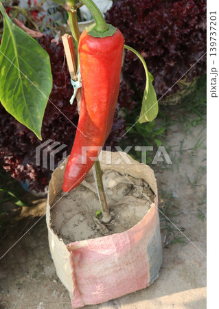 Hungarian wax peppers on tree in farm for harvest Hungarian wax peppers on tree in farm for harvest 139737201