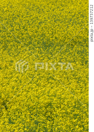 満開の菜の花畑 満開の菜の花畑 139737212