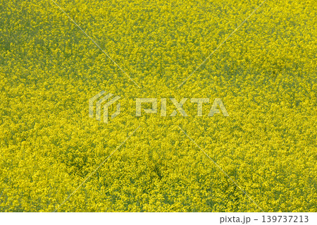 満開の菜の花畑 満開の菜の花畑 139737213