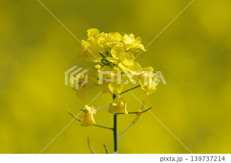 満開の菜の花畑 満開の菜の花畑 139737214