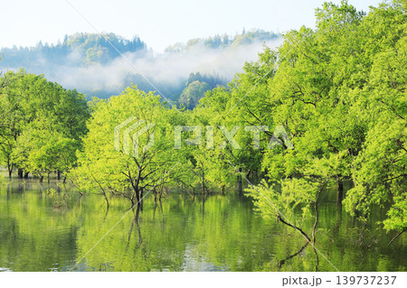 朝日に染まる白川湖の水没林 リフレクション絶景 139737237