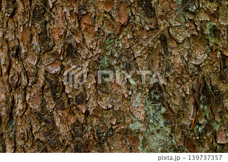 Pine Tree Bark Texture with Green Moss Close Up, Natural Forest Background 139737357