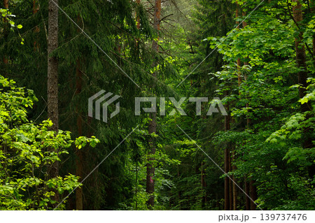 Forest in Fairytale Woodland, Pine and Spruce Summer Landscape Background 139737476