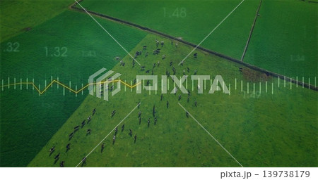 Grazing cattle herd casting long shadows across center field from drone, stone wall and yellow plot Grazing cattle herd casting long shadows across center field from drone, stone wall and yellow plot 139738179