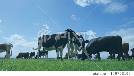 Grazing black-white dairy and brown beef cattle across grassy pasture under scattered clouds, hills Grazing black-white dairy and brown beef cattle across grassy pasture under scattered clouds, hills 139738193