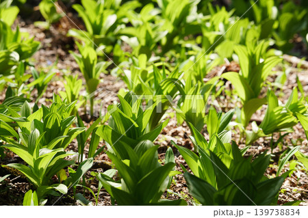 北海道の原生林に咲く春の植物 北海道の原生林に咲く春の植物 139738834