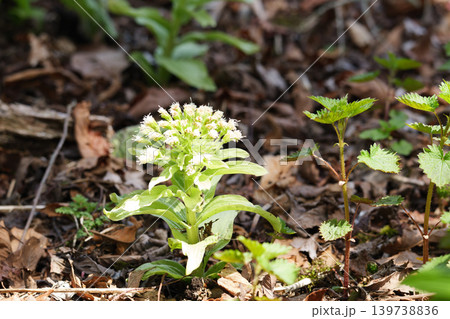 北海道の原生林に咲く春の植物 北海道の原生林に咲く春の植物 139738836
