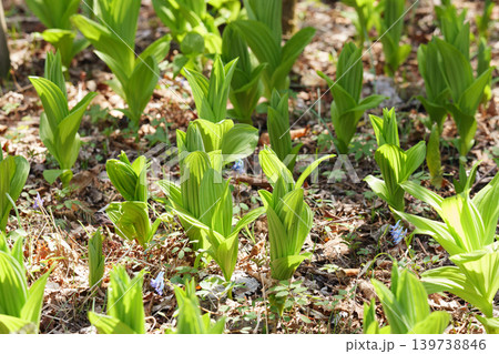 北海道の原生林に咲く春の植物 北海道の原生林に咲く春の植物 139738846