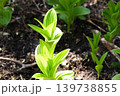 北海道の原生林に咲く春の植物 139738855