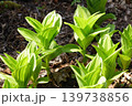 北海道の原生林に咲く春の植物 139738856