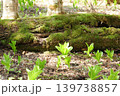 北海道の原生林に咲く春の植物 139738857
