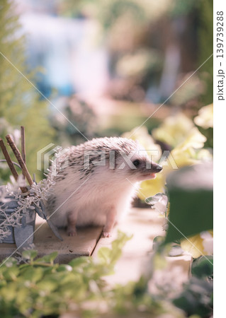 ハリネズミ5 ハリネズミ5 139739288