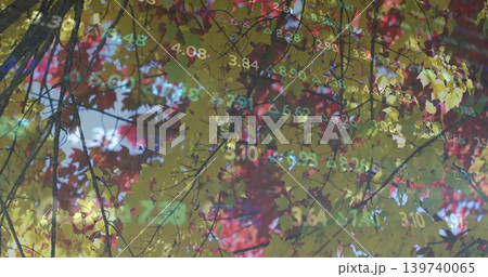 Showing fall canopy with yellow green red leaves and twigs, projecting financial overlay in park Showing fall canopy with yellow green red leaves and twigs, projecting financial overlay in park 139740065