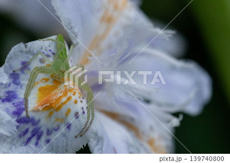 シャガの花とワカバグモの接写 139740800