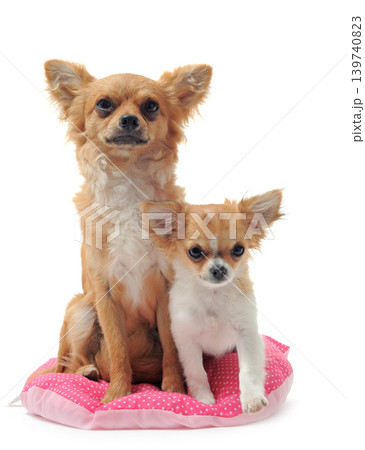 chihuahuas in studio 139740823