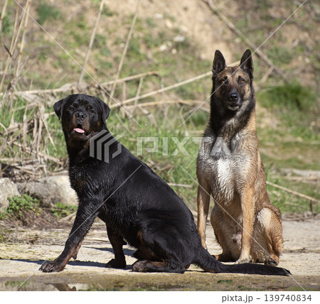young rottweiler and malinois young rottweiler and malinois 139740834