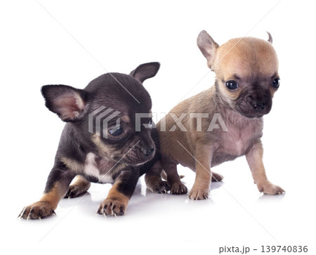 chihuahuas in studio chihuahuas in studio 139740836