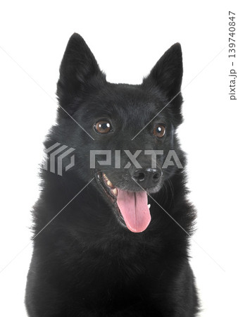 young Schipperke in studio young Schipperke in studio 139740847
