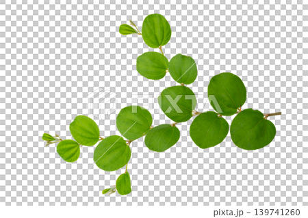 Green jujube leaves branch isolated on white background with clipping path for nature design element Green jujube leaves branch isolated on white background with clipping path for nature design element 139741260