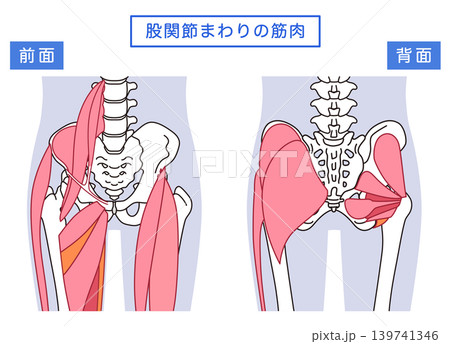お尻、股関節まわりの筋肉 139741346