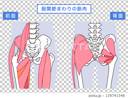 お尻、股関節まわりの筋肉 139741346
