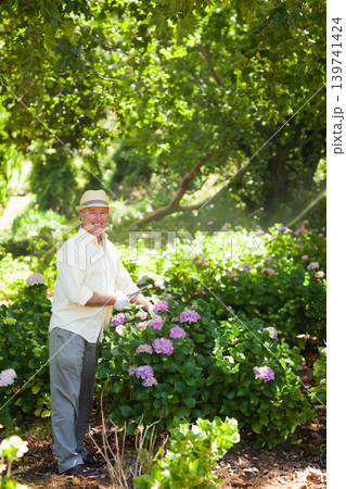 Senior man tending hydrangea bushes in shaded garden with straw hat and white gloves, copy space Senior man tending hydrangea bushes in shaded garden with straw hat and white gloves, copy space 139741424