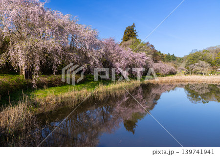 茨城県石岡市染谷 常陸風土記の丘水際公園金山池を囲む枝垂れ桜並木 茨城県石岡市染谷 常陸風土記の丘水際公園金山池を囲む枝垂れ桜並木 139741941