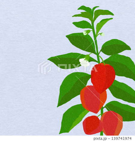 手描きの花のイラスト ホオズキ 手描きの花のイラスト ホオズキ 139741974
