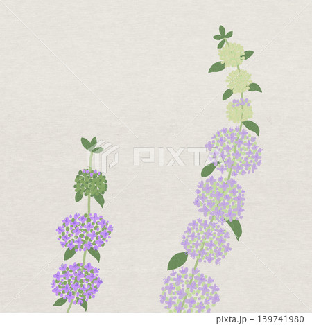 手描きの花のイラスト ハッカソウ 手描きの花のイラスト ハッカソウ 139741980